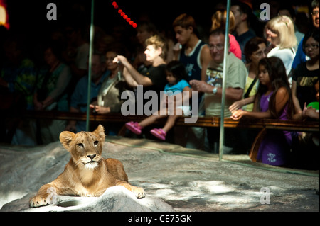 A lion cub in a cage in Las Vegas Stock Photo