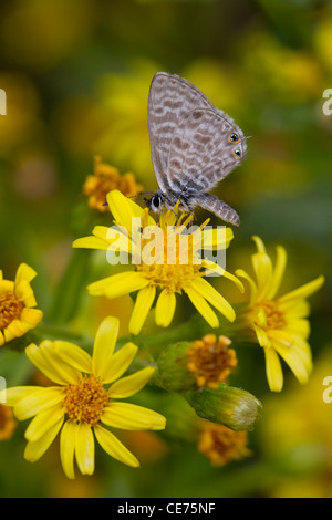 Lang's Short-tailed Blue, butterfly, Leptotes pirithous, Menorca, Balearic Islands, Spain, October, 2011. Stock Photo