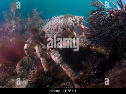 Spider crab, Maja squinado, well camouflaged with large amounts of algae and hydriods growing on its carapace. Stock Photo