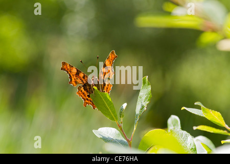 Comma (Polygonia c-album) Butterfly Backlit on a leaf Stock Photo