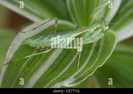 female praying mantis Stock Photo