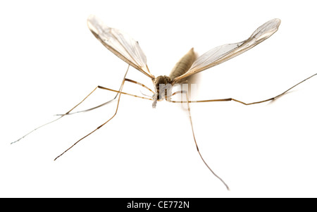 mosquito isolated on white background Stock Photo