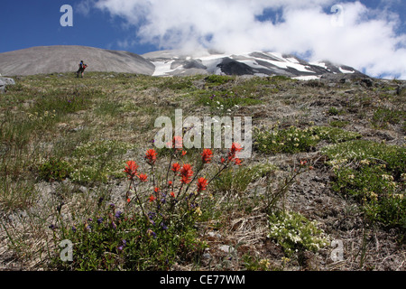 ash lava plant regrowth flower outside of crater Mount St Helens Volcano National monument washington Stock Photo