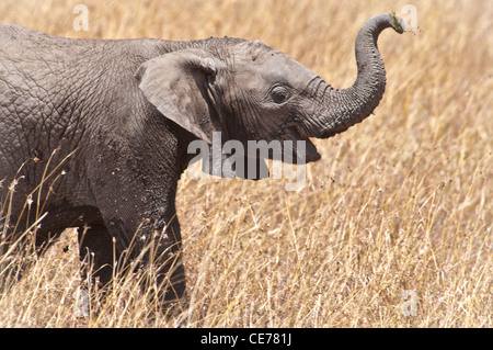 Baby African Elephant, Loxodonta africana, Trunk raised, Masai Mara National Reserve, Kenya, Africa