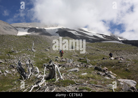 ash lava plant regrowth flower outside of crater Mount St Helens Volcano National monument washington Stock Photo