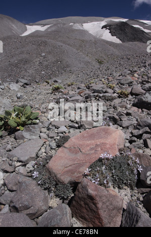 ash lava plant regrowth flower outside of crater Mount St Helens Volcano National monument washington Stock Photo