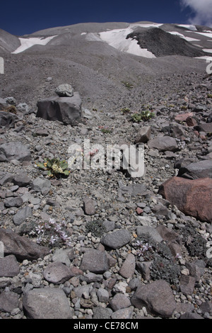 snow field ash outside of crater Mount St Helens Volcano National monument washington Stock Photo