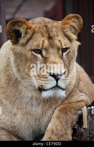 Beautiful lioness portrait Stock Photo