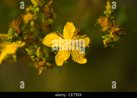 Plant, St Johns Wort, Hypericum perforatum, Flowers. Stock Photo
