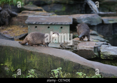 The oriental small-clawed otter (Aonyx cinerea), also known as Asian small-clawed otter, is the smallest otter species in the wo Stock Photo