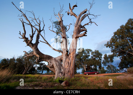 Old dead gum on the banks of Loch Luna Game Reserve Stock Photo