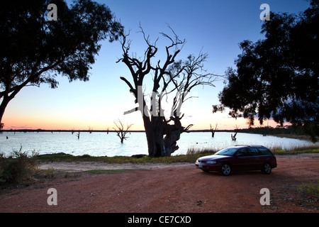 Old dead gum on the banks of Loch Luna Game Reserve Stock Photo