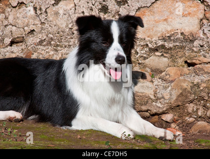 A Border Collie lying down next to a rock wall Stock Photo