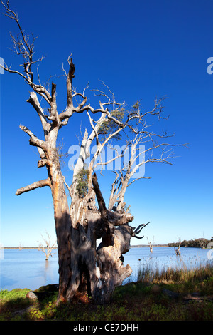 Old dead gum on the banks of Loch Luna Game Reserve Stock Photo