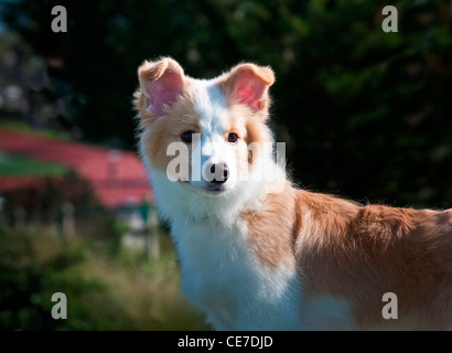 A Border Collie puppy standing in a park backgound out of focus Stock Photo