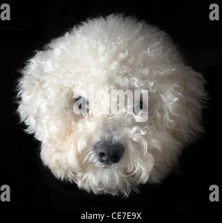 Snowball Head of Bichon Frise dog isolated on black background Stock Photo