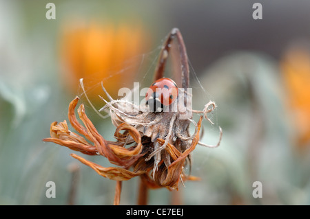 A ladybug that appears to be resting/sleeping on a colorful dried out flower. Stock Photo