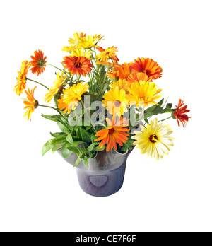 Fresh cut Pot Marigold (Calendula officinalis) arranged in a vase. Stock Photo