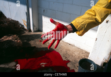 A Palestinian man shows hand covered with blood after slaughtering a sheep on the first day of the Muslim Eid al-Adha holiday also called Eid Qurban or Bakra-Eid. Israel. Eid al-Adha (Festival of the Sacrifice), falls on the tenth day of Zulhijjah, the final month of the Muslim year, and is celebrated with the slaughter of sheep, goats, cows and camels to commemorate the Biblical Abraham's willingness to sacrifice his son for God Stock Photo