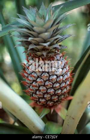 Pineapple, Ananas comosus. Stock Photo