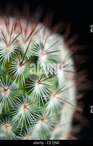 Pincushion cactus, Mammillaria microhelia, Close up of green succulent plant with sharp spikes against a black background.