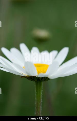 Daisy, Ox-eye daisy, Leucanthemum vulgare, White, Green. Stock Photo