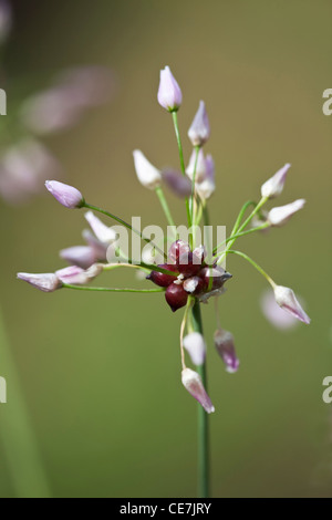 Allium, Allium roseum, Purple. Stock Photo