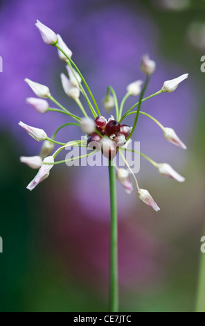 Allium, Allium roseum, Purple. Stock Photo