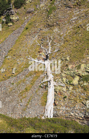 Mountain Pine (Pinus uncinata) dead. Posets-Maladeta Natural Park. Pyrenees. Huesca. Aragon. Spain.