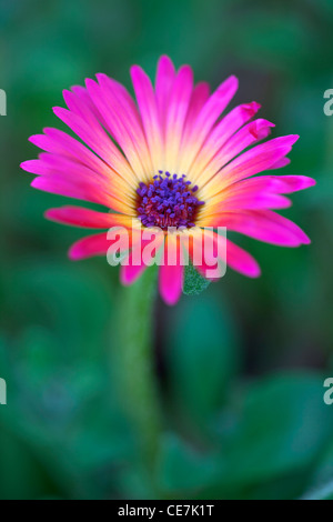 Lampranthus, Lampranthus cultivar, Pink, Green. Stock Photo