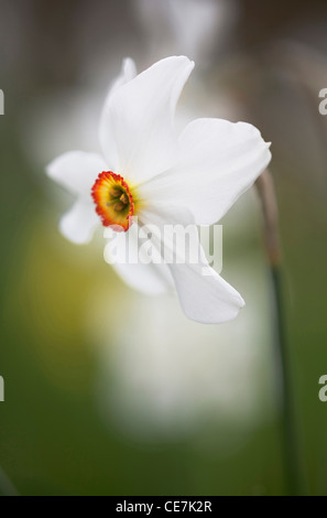 Narcissus, Narcissus 'Sarchedon', White. Stock Photo