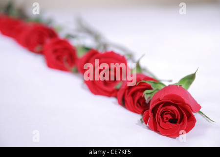 roses line up on a bed Stock Photo