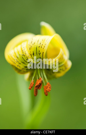 Lily, Turkscap lily, Lilium pyrenaicum, Yellow, Green. Stock Photo
