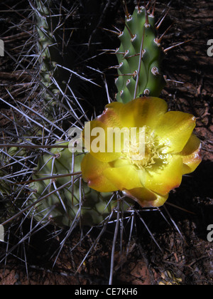 Yellow cactus flower, Parque Nacional Sierra de las Quijadas, Argentina Stock Photo