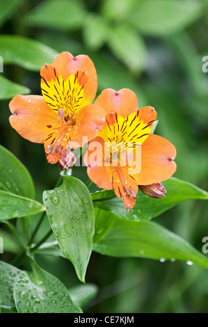 Alstroemeria, Peruvian lily, Alstroemeria 'Flaming Star', Orange, Green. Stock Photo
