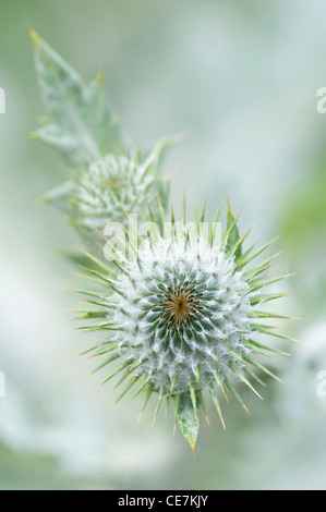 Thistle, Scotch thistle, Cotton thistle, Onopordum acanthium, White. Stock Photo