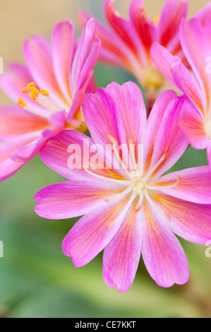 Vivid pink flowers of Lewisia cotyledon 'Regenbogen'. Stock Photo