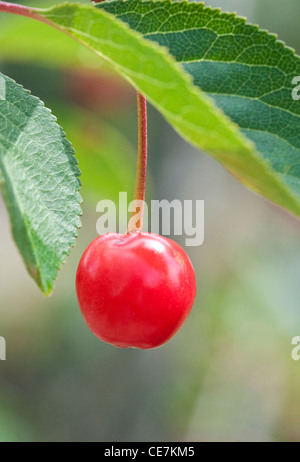 Single ripe bright red fruit hanging down from the branch of a Prunus cerasus 'Nabella' Acid Cherry tree. Stock Photo