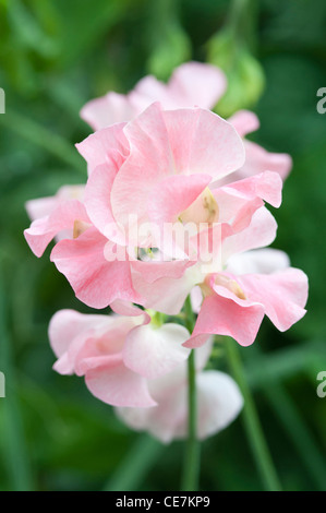 Pink flowers of Sweet pea Lathyrus odoratus cultivar against a green leafy background. Stock Photo