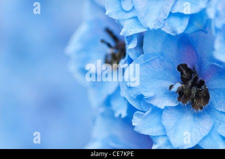 Close-up of blue flowers of  Delphinium 'Carol Fishenden' Stock Photo