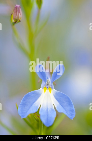 Single bud and blue and white Lobelia 'Dark Crusader' flower with yellow stamen growing on stem of plant.
