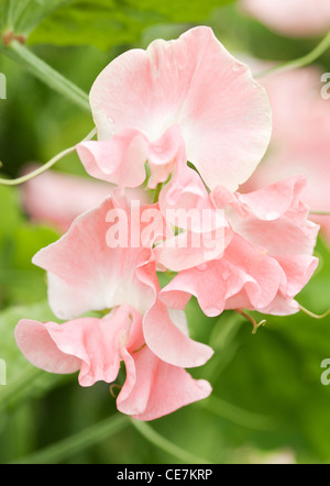 Close-up of pink flowers of the Sweet pea plant Lathyrus odoratus 'Lauren Landy' against a green leafy background. Stock Photo