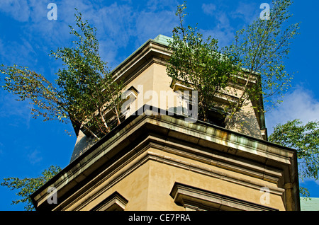 Tree growing in Ujazdow Castle through windows. Stock Photo