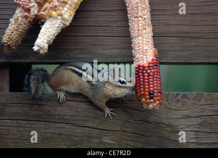 chipmunk eating corn on the cob Stock Photo