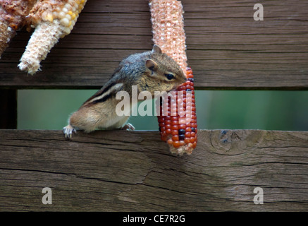 chipmunk eating corn on the cob Stock Photo