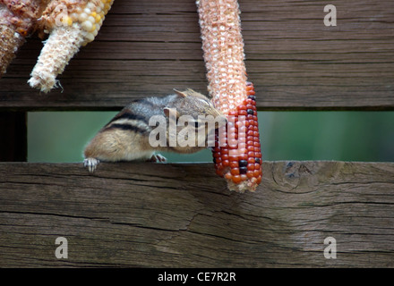 chipmunk eating corn on the cob Stock Photo - Alamy