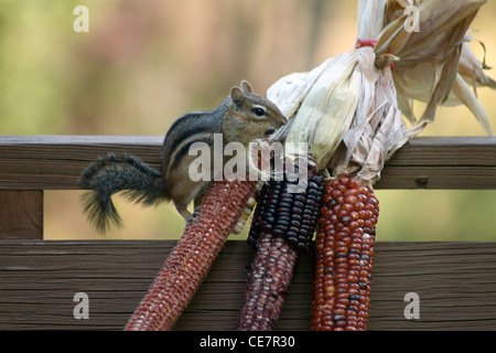 chipmunk eating corn on the cob Stock Photo