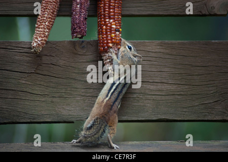 chipmunk eating corn on the cob Stock Photo