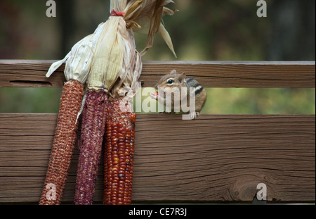 chipmunk eating corn on the cob Stock Photo