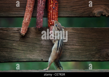 chipmunk eating corn on the cob Stock Photo